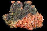 Bright Orange Crocoite Crystal Cluster - Tasmania #103811-1